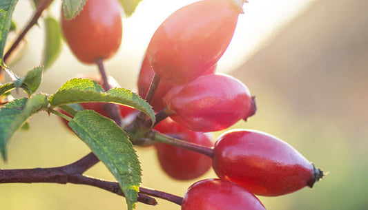 The Benefits of Rosehip Oil in Skin Care