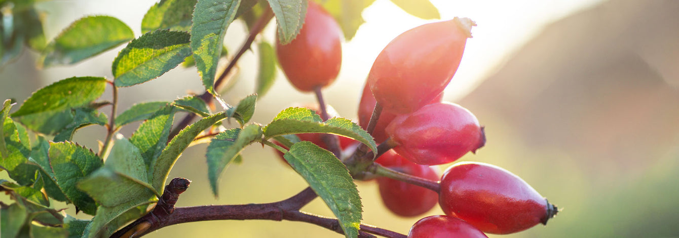 The Benefits of Rosehip Oil in Skin Care