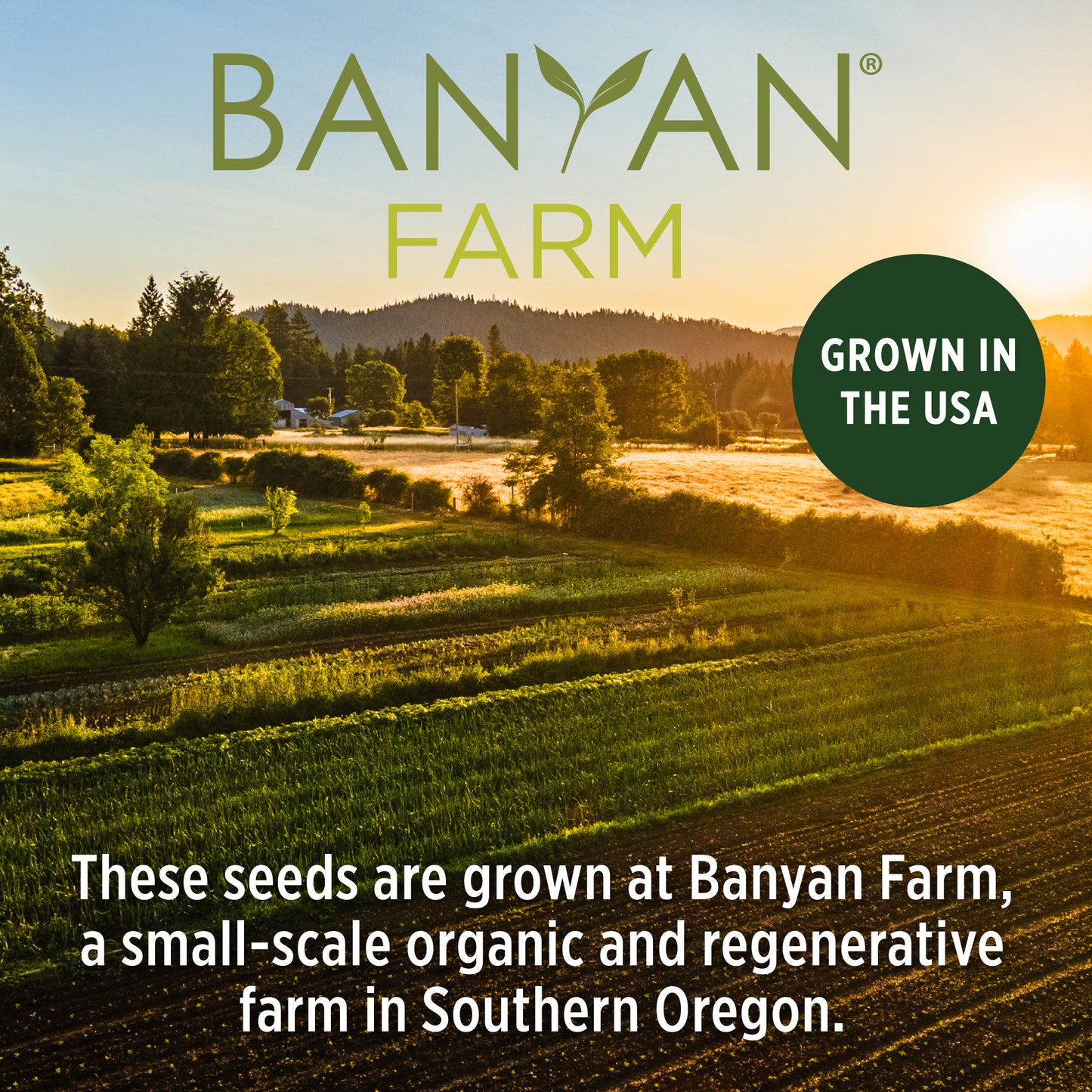 Banyan Farm Grown in the USA