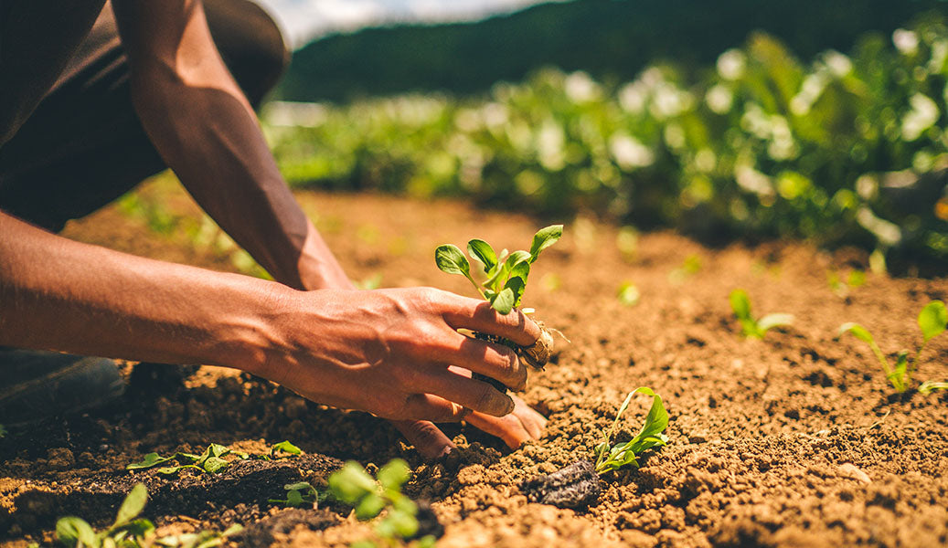 THE POWER OF SEEDS