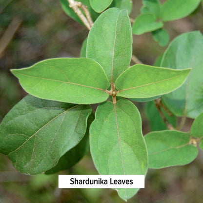 Shardunika Leaves