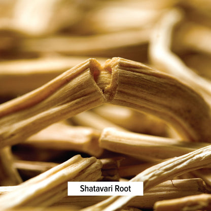 Shatavari Root