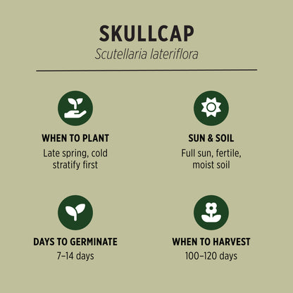 Organic Skullcap Seeds Quick Facts