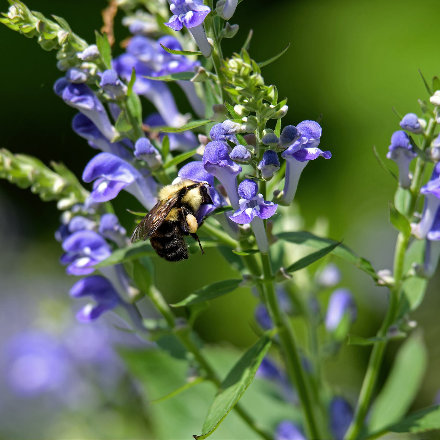 Skullcap