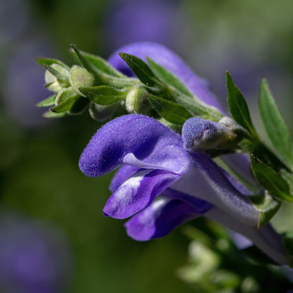 Skullcap Bloom