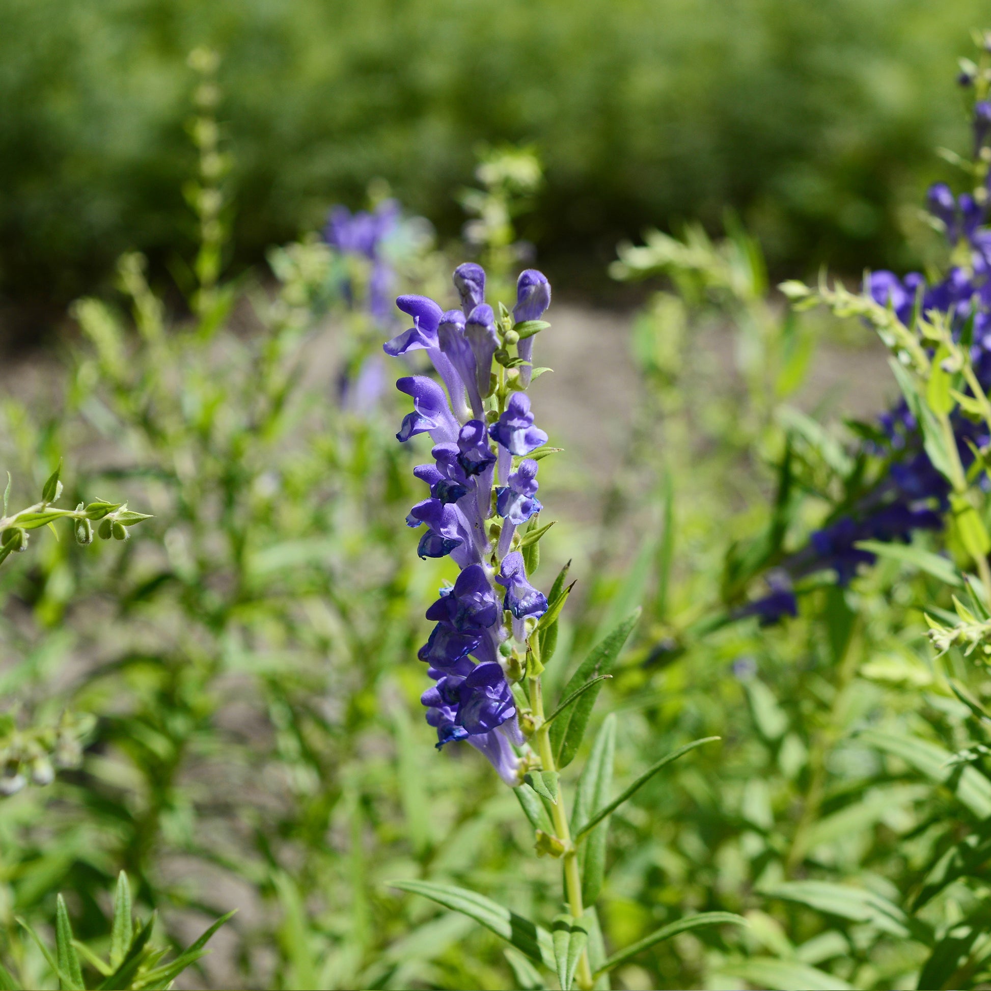 Skullcap in the field