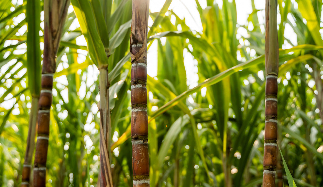 WHY CANE SUGAR?