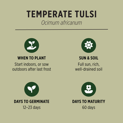 Temperate Tulsi Organic Seeds Quick Facts