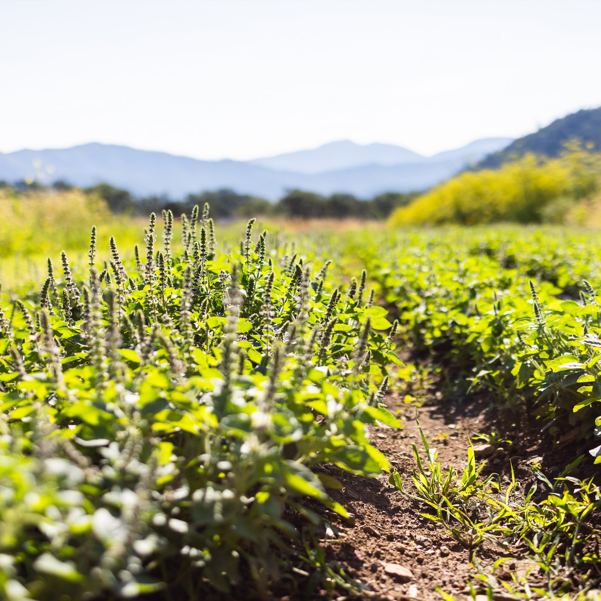 Organic Temperate Tulsi Plant Field