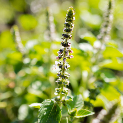 Organic Temperate Tulsi Plant close up