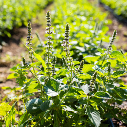 Organic Temperate Tulsi Plant Stem