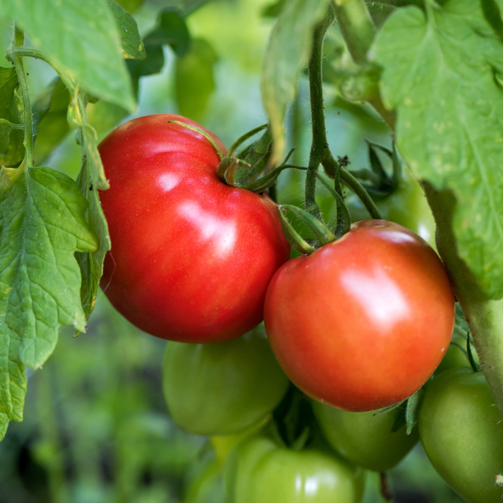 German Johnson Heirloom Tomato on vine