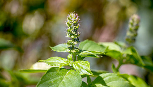 The Benefits of Tulsi (Holy Basil)