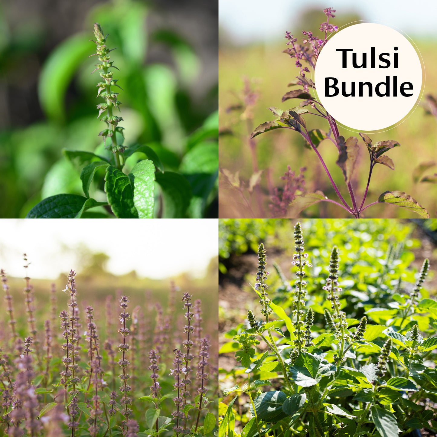 Ogranic Tulsi (Holy Basil) Seed Bundle