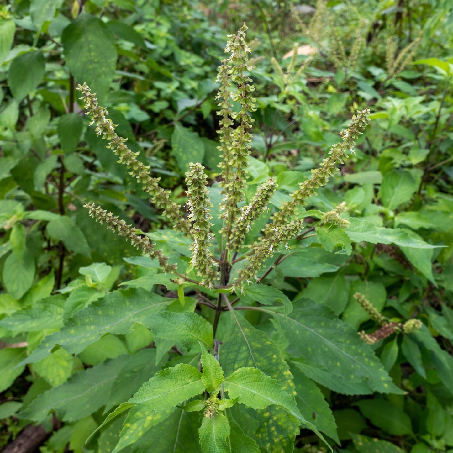 Organic Vana Tulsi Seeds