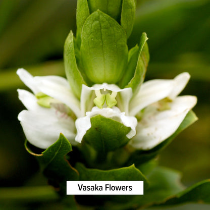 Vasaka Flowers