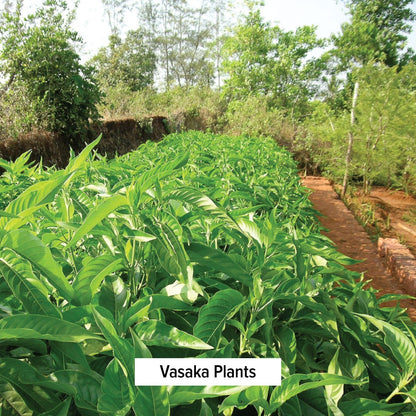 Vasaka Plants