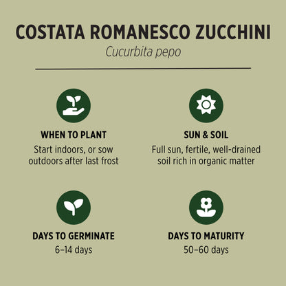 Costata Romanesco Zucchini Seeds Growing Facts