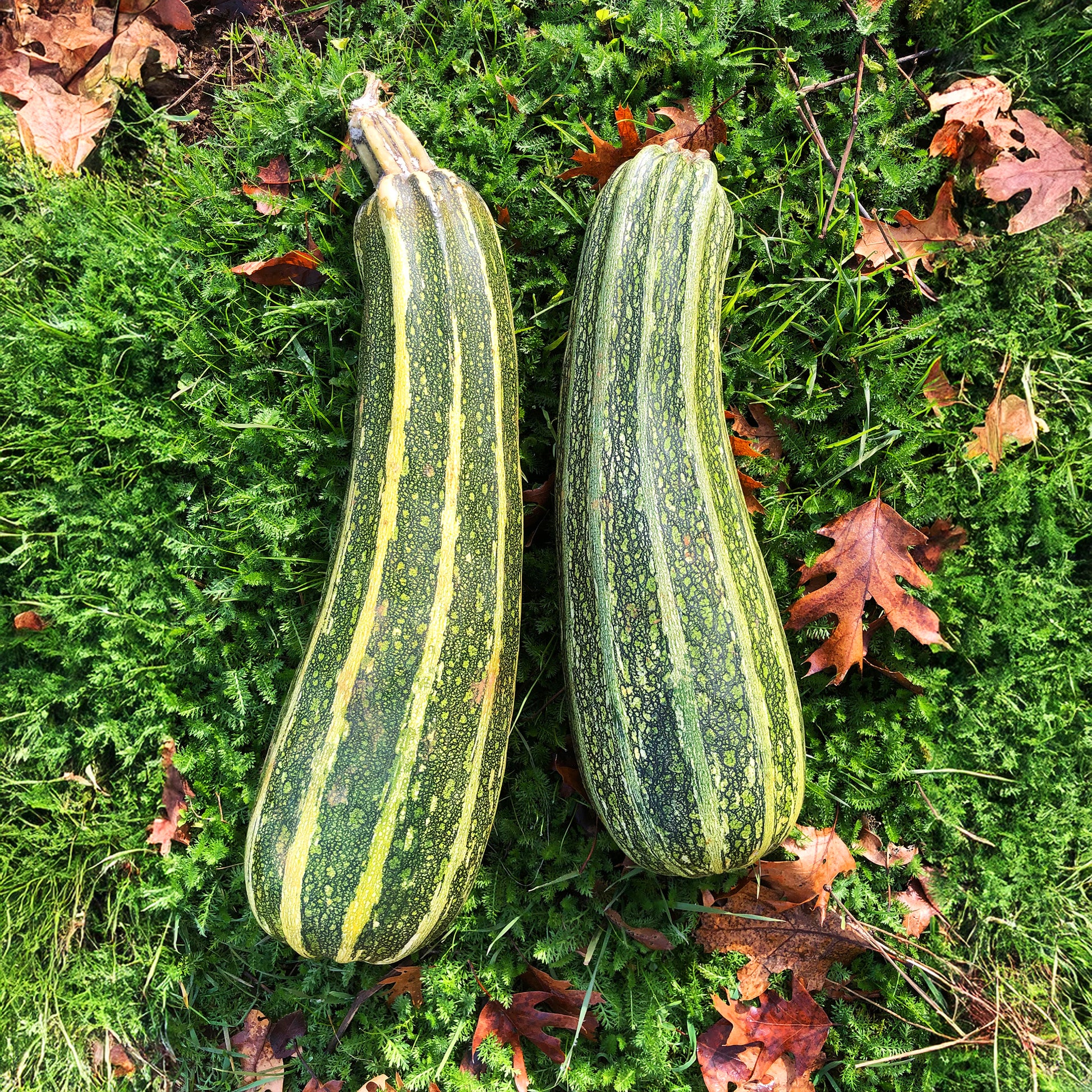 Costata Romanesco Zucchini on ground