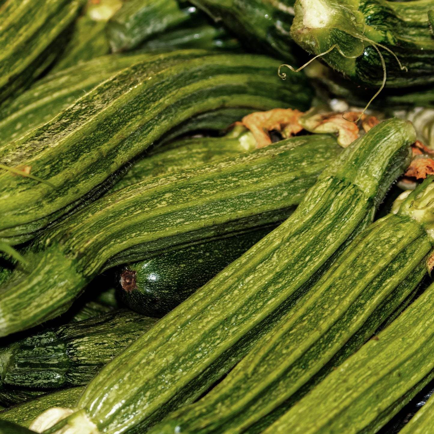 Costata Romanesco Zucchini 